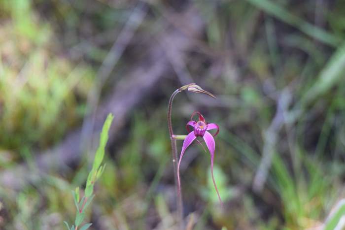 Caladenia - Pink spider orchid DSC_6766.JPG